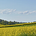  Lauragais Color
